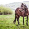 un cheval proposé par laurent agier pour de belles photos de mariage