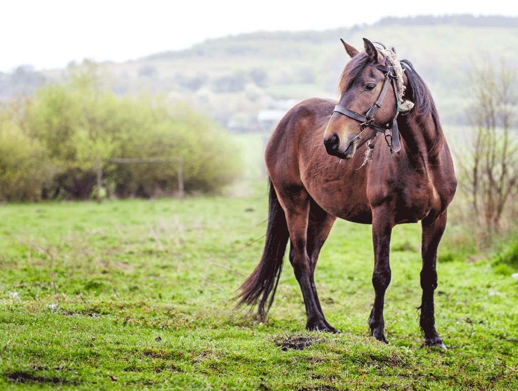 un cheval proposé par laurent agier pour de belles photos de mariage