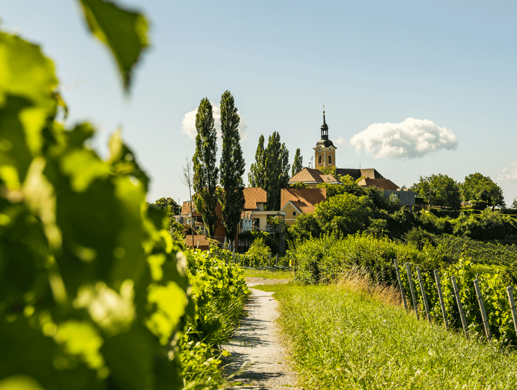 Vignoble varois, un magnifique lieu pour votre mariage